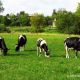 Об утверждении мест выпаса скота в населенных пунктах  Вороновского сельского поселения